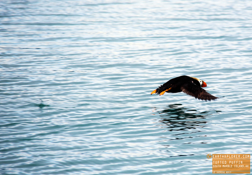 The Tufted Puffin is also known as Crested Puffin.