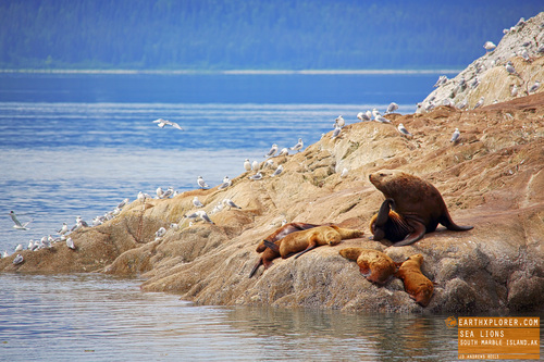 Sea Lions Hanging out on Marble Island Alaska.jpg