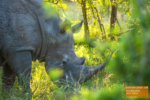 The white rhinoceros is the largest of the 5 species of rhinoceros.