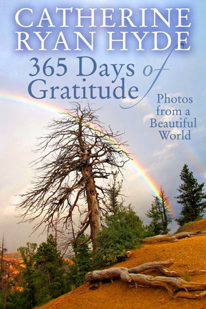 365 Days of Gratitude: Photos from a Beautiful World