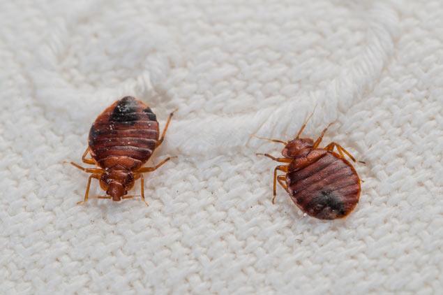 ... against bed bugs while traveling know what a bed bugs looks like