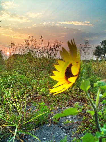 sunflowersunrise-t