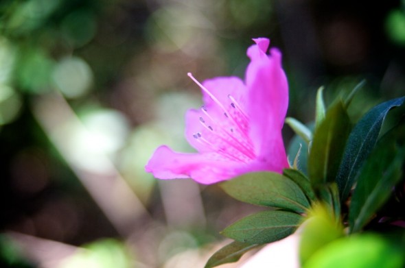 Azalea bloom