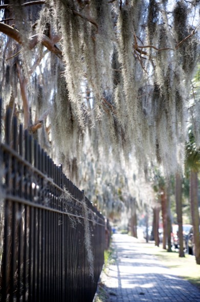 Spanish moss next to a cemetary.