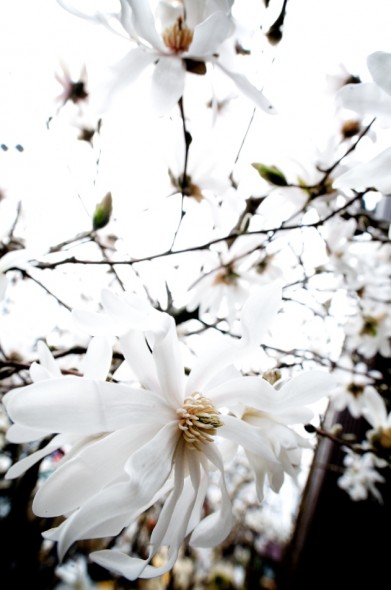 One of the first signs of Spring!!  Star Magnolia's!