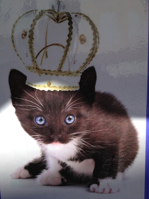 Ask yourself, would you have treated this kitty as royalty if she hadn't 
worn a crown?