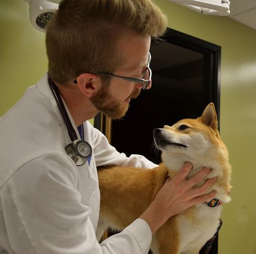 Dr. Mackowiak's patients love him.  Photo courtesy of Heartfelt.Veterinary Hospital.