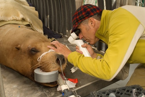Dr. Scherlie performing an eye exam on Gus at the Oregon Zoo.  Photo courtesy of Oregon Zoo.