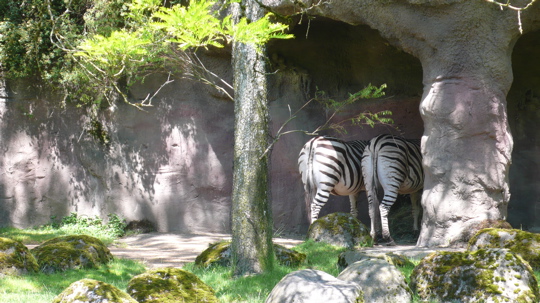 zebra-butt