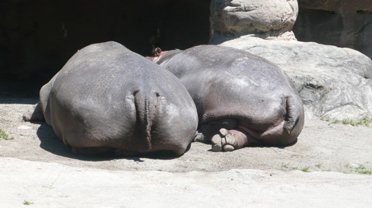 2-hippo-hiney