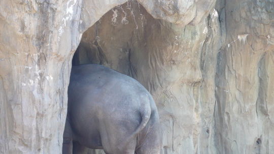 elephant-behind