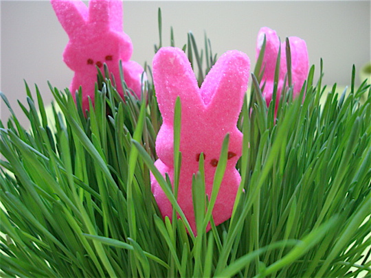 peeps-in-the-grass2