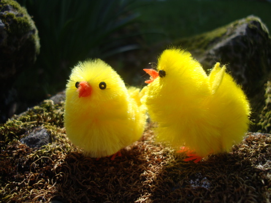 chicks-in-the-sun