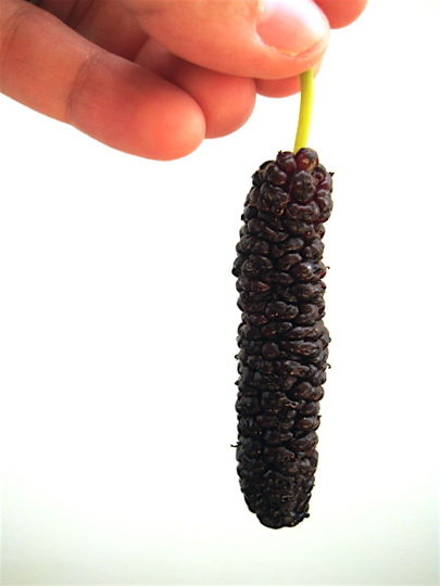 long-mulberry