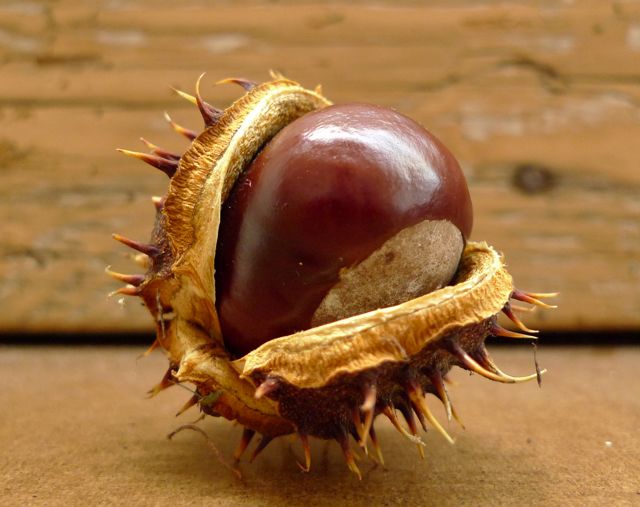 the-hungry-chestnut