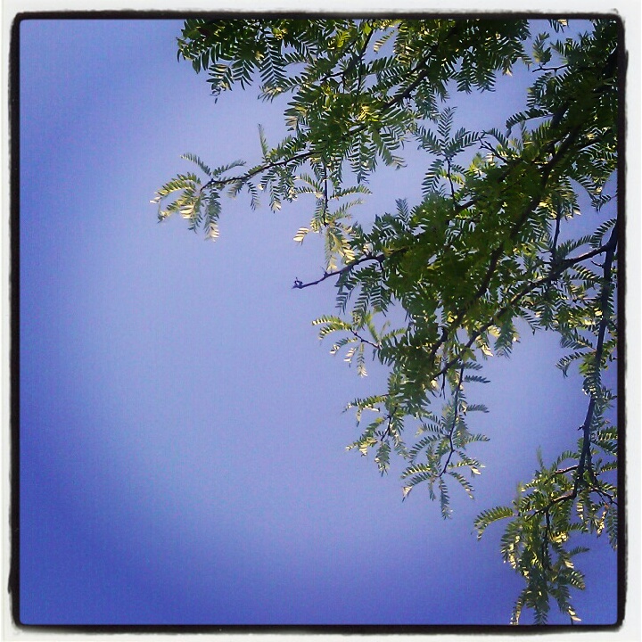 I'm glad to be directly under a tree to have some shade. It's hot in #STL!