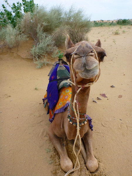 india Camel