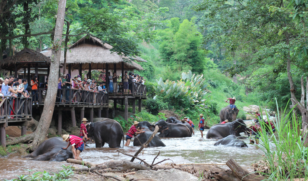 Thai elephants in the River
