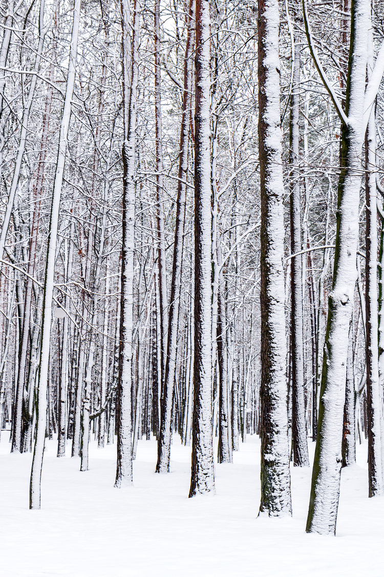 bigstock-Winter-Forest-56265137(1).jpg