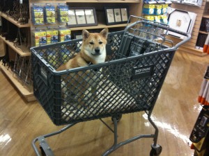Shio in cart