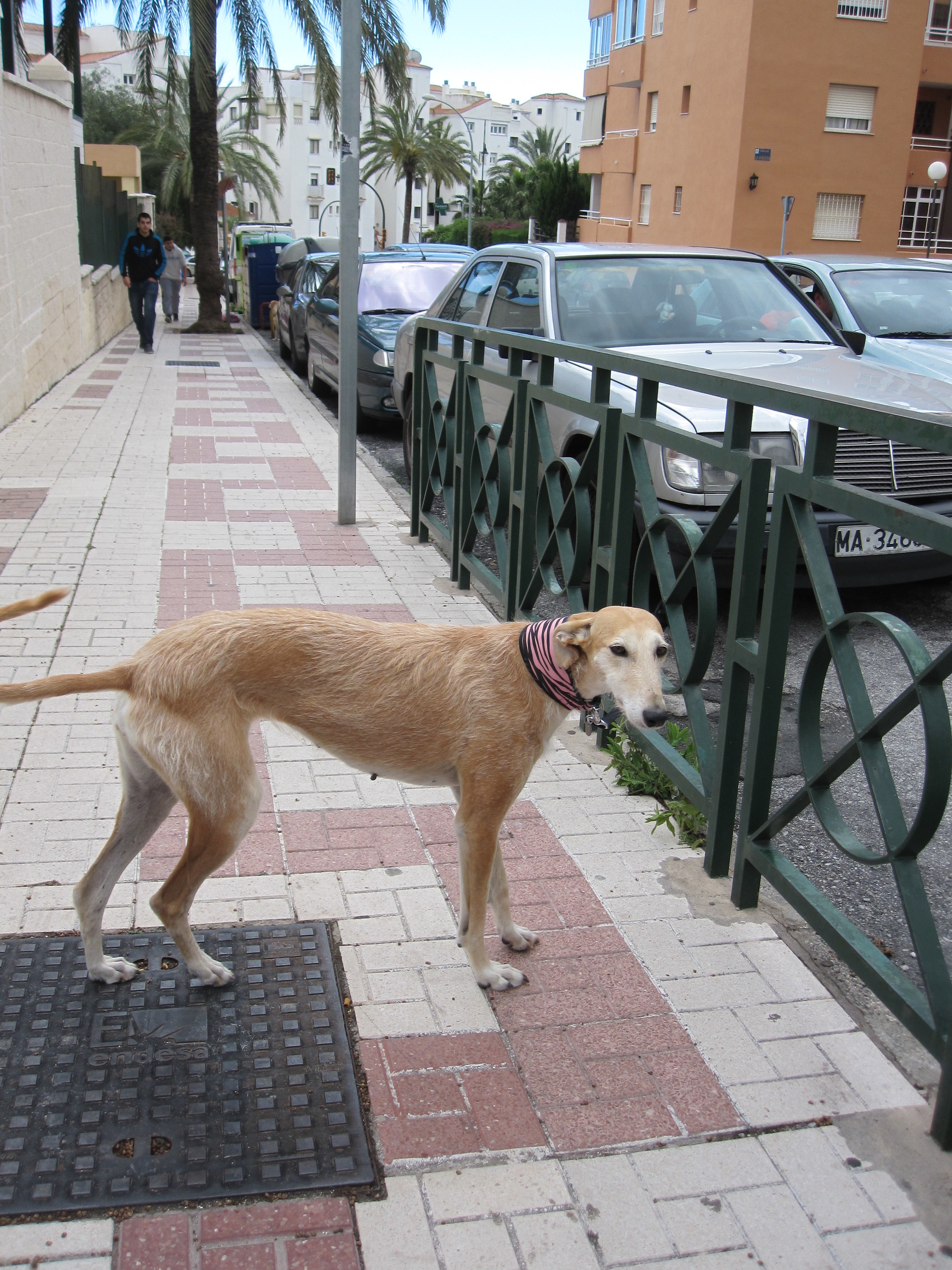 A galgo left tied to a rail waiting for owner...my heart skipped a beat.