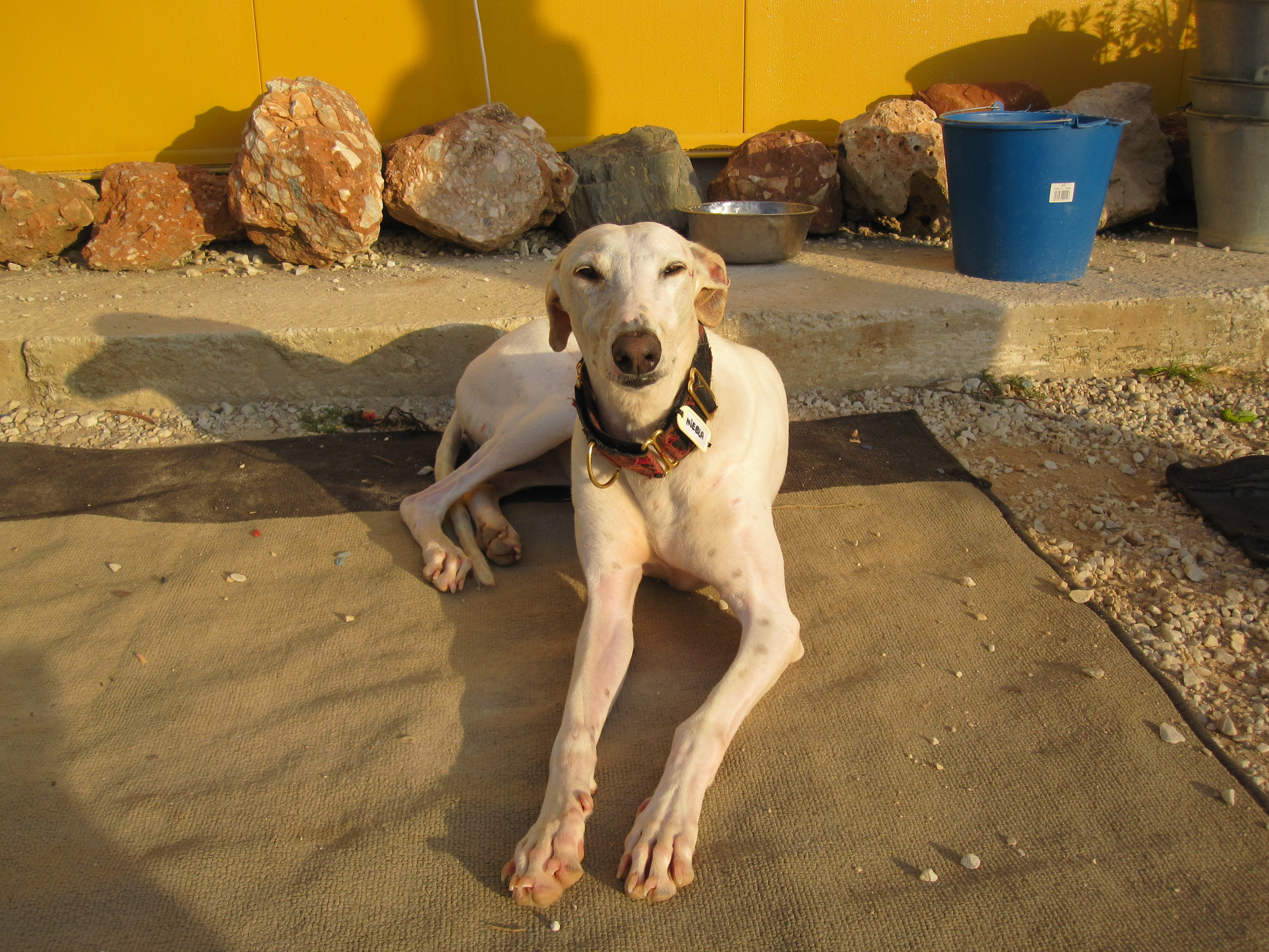 Niebla waiting for her forever home at GEF! Could that be you??