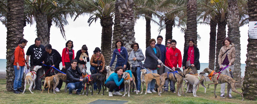 GEF Torremolinos Beach Walk with all the shelter dogs!