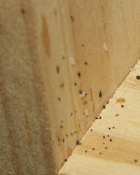 bed bugs droppings Bed bug picture | b...