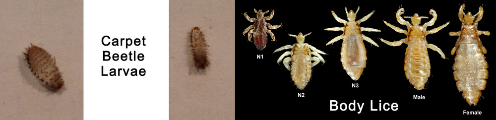 Carpet Beetle Larvae Vs Bed Bugs Beetle larvae vs bed bugs.