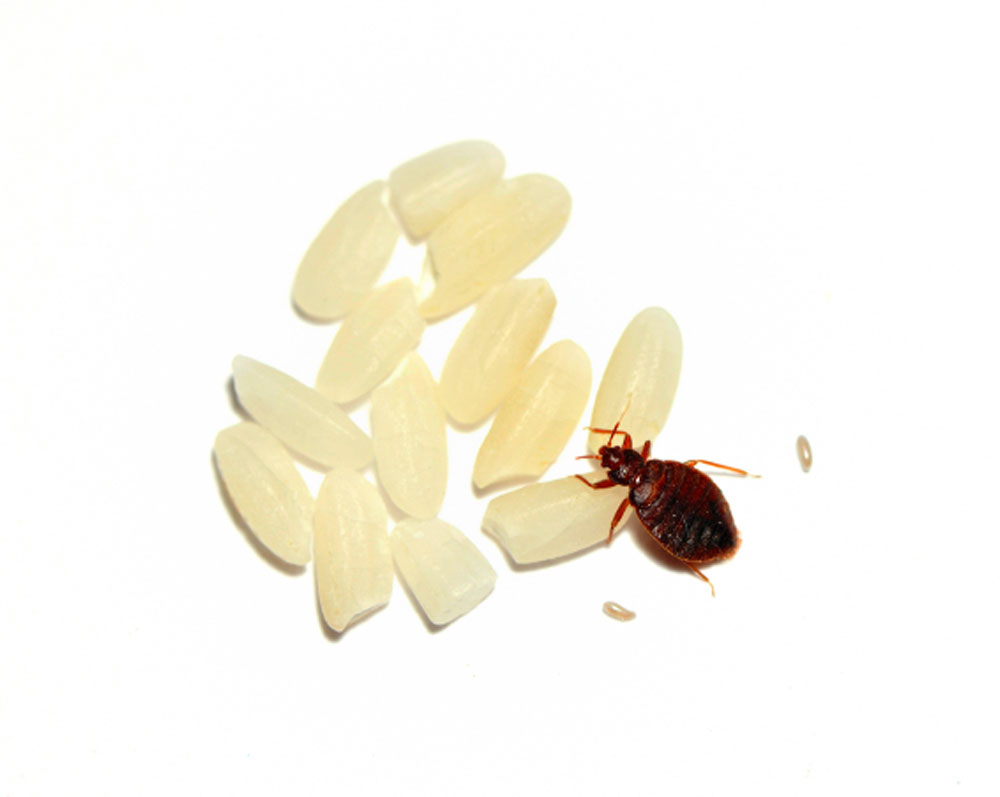 Adult bed bug flanked by a bed bug egg on either side; rice grains ...