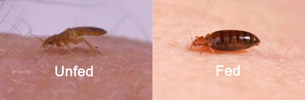 ... | bed bug signs | bed bug symptoms | find bed bugs â€” Bed Bug Mutts