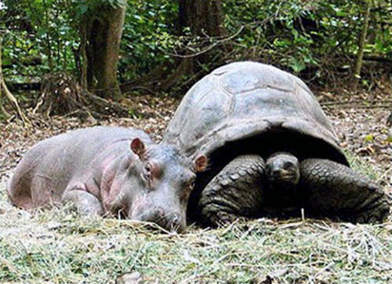 Turtle and Hippo Getting Along