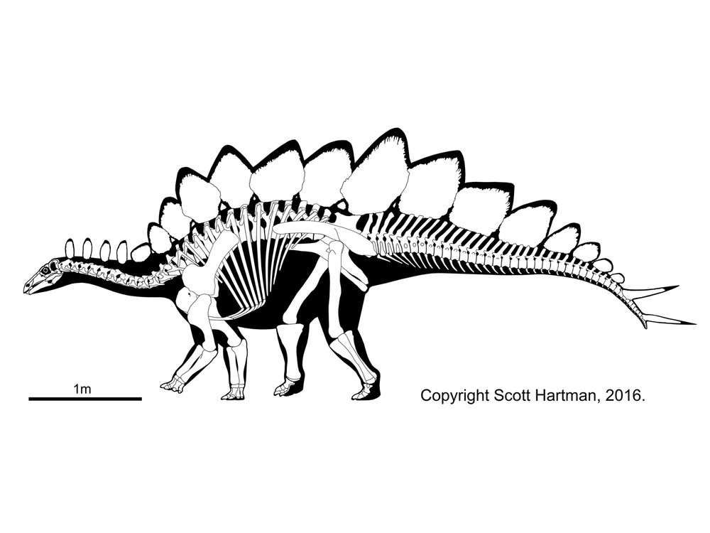 Did the stegosaurus have two brains?