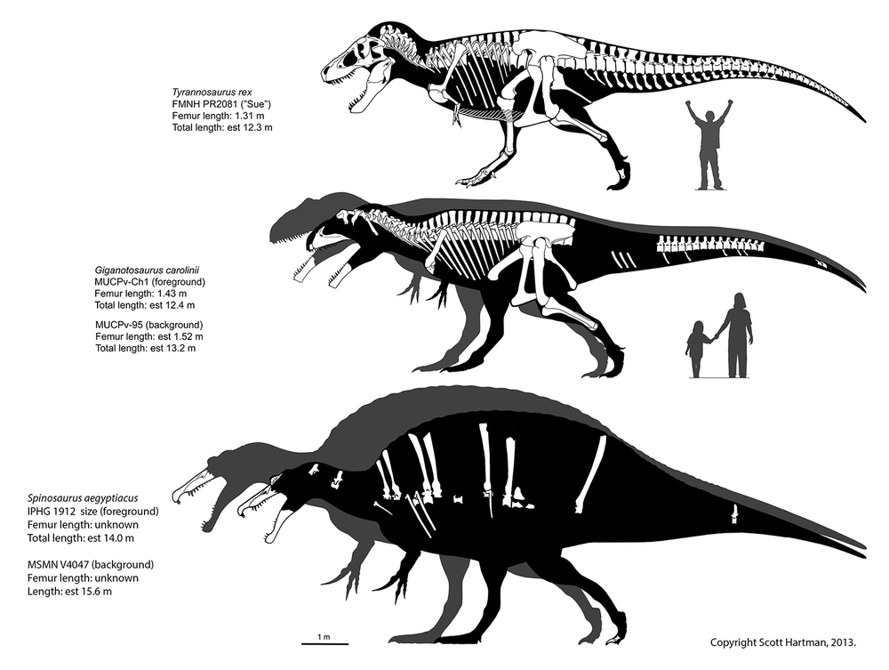 spinosaurus vs t rex size