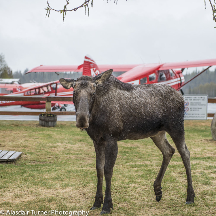 A Talkeetna local waits for a flight with K2.  