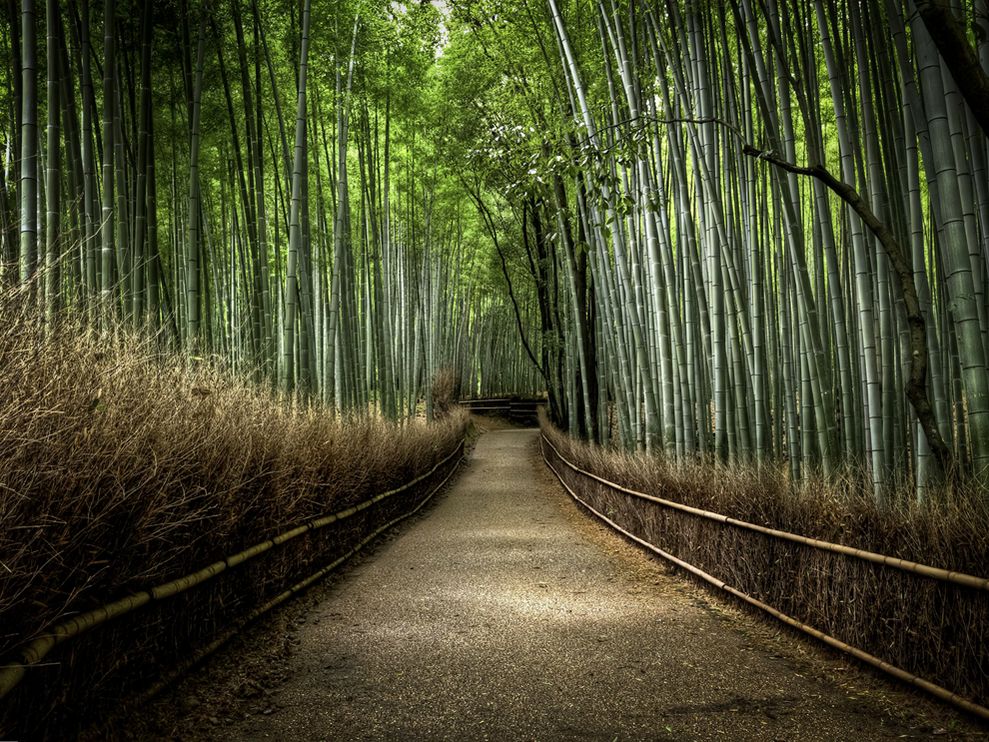 Bamboo Forest in Arashiyama, Japan. National Geographic Photo by Photograph by Kyle Merriman, Your Shot.
