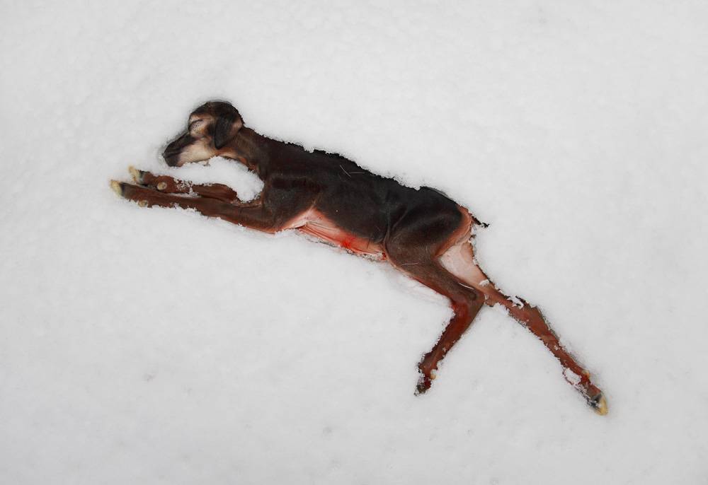 hunt moeflon foetus in snow