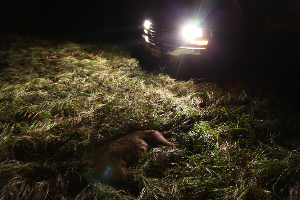 feral hog in headlights