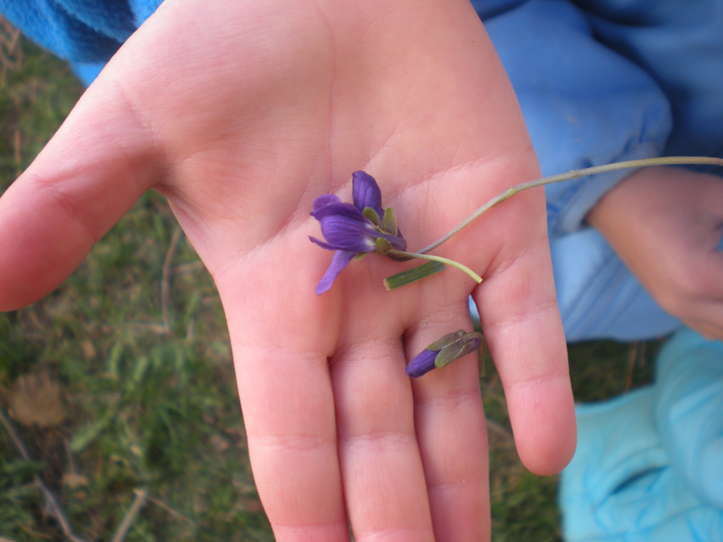 Little hand holding a fresh picked violet
