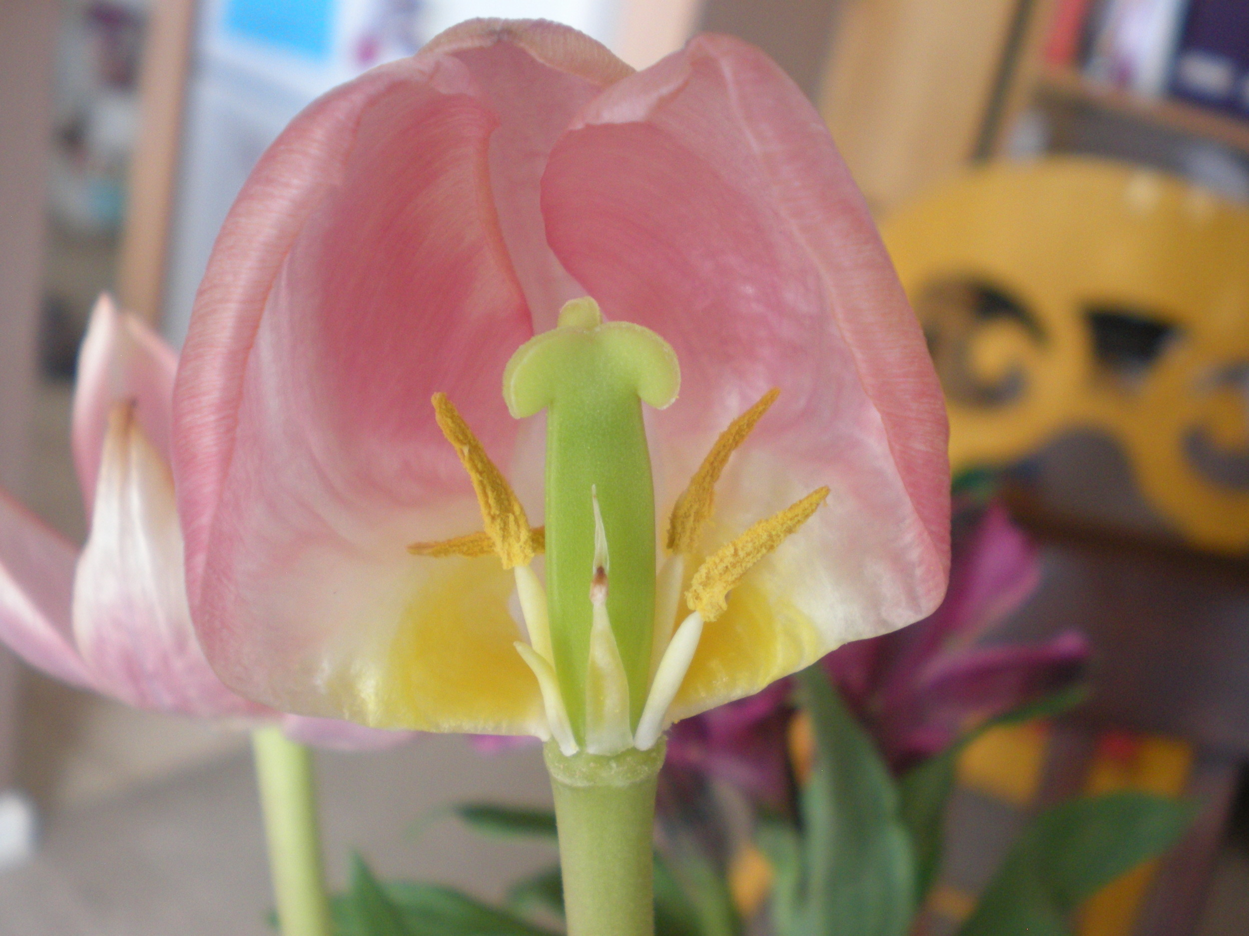 Have you ever looked inside a tulip?  There is a lot going on!  