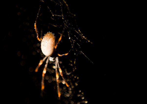 Golden Orb Spider in Wet web by Simon Pollock