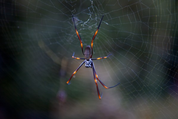 Golden Orb Spider in Web by Simon Pollock