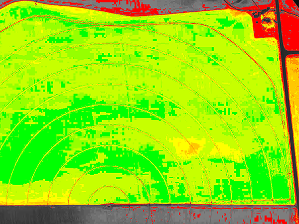A false-colored vegetation index (NDVI) image of a barley farm indicates the extent of crop development and can be used to create top-dress prescription maps, saving on fertilizer and boosting yields.