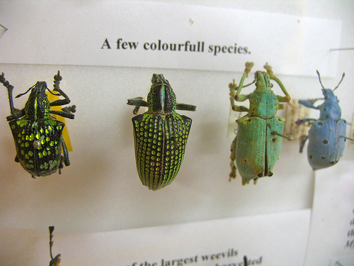 colourfull beetles