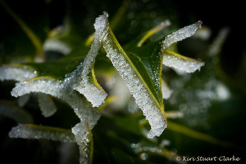 Berryless holly leaf with melting frost