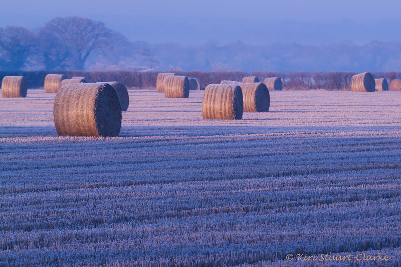 Round hay bales in pink light in arable field on a frosty morning, Norfolk