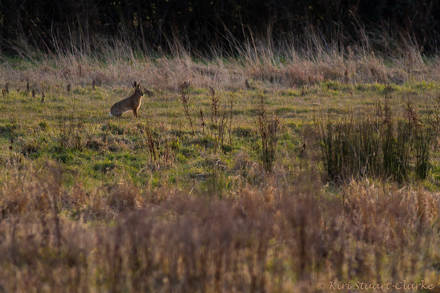 Alert brown hare in meadow, Norfolk wildlife