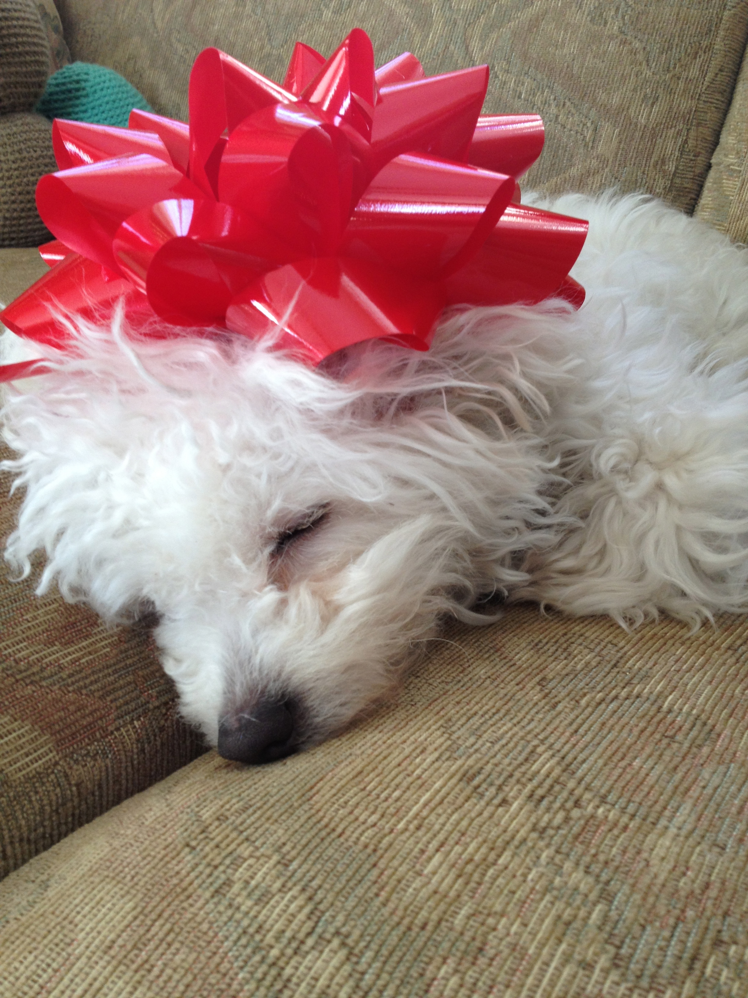 Worn out Christmas Puppy