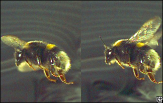 Bumblebees in flight