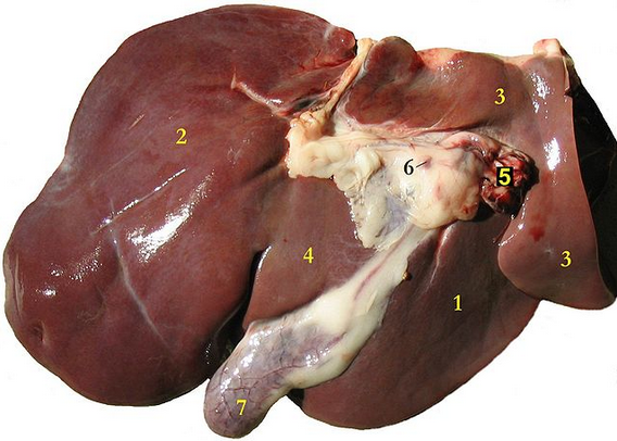 Picture of a normal liver - in fatty liver .